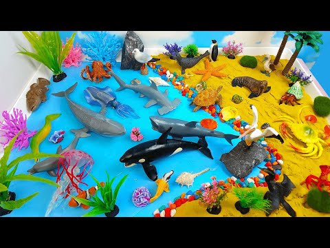 Learn Sea Animal Names & Facts with toys- DIY Huge Marine Diorama- Sharks Whales and others