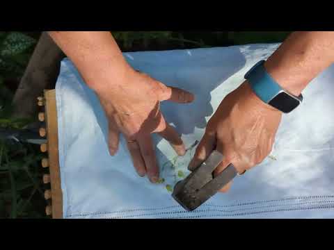 Midsummer day in Marion's World