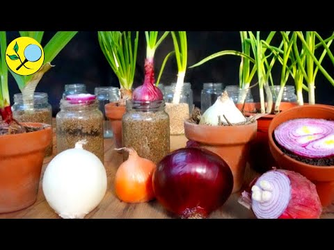 ✅Seedless Onion 👉 Recultivation in the Garden