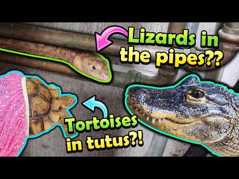 Weird Things that Happen at Snake Discovery (Shenanigans Ep. 9)