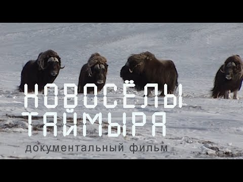 Nature of Russia. Siberia. Resettlement of musk oxen to Taimyr. Taimyr tundra.