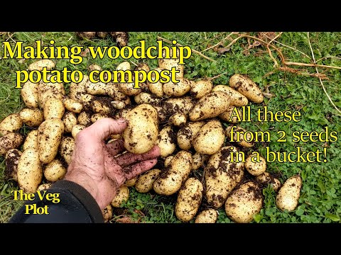 making woodchip compost for huge potatoes