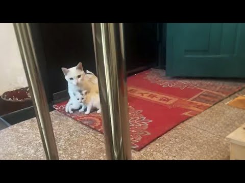 Help! A stray cat mom brought her kittens to live on my doorstep...