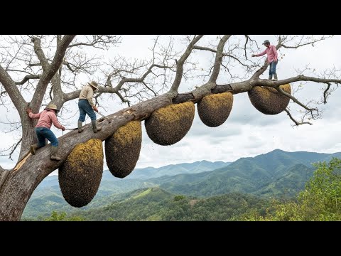 Masters of the Jungle – The Ancient Art of Wild Honey Harvesting