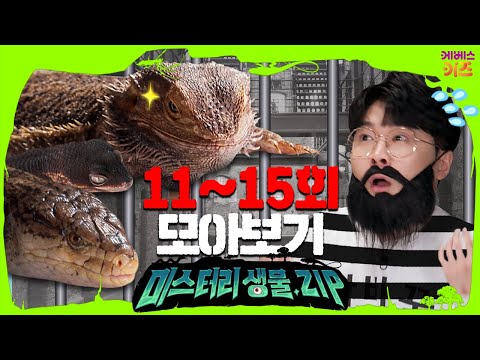 꾹티비! 드래곤 방탈출ㅣ자라 임금님ㅣ동물병원 미니 피그ㅣ미스터리생물집 11~15회 모아보기ㅣ꾹tvㅣKBS 방송