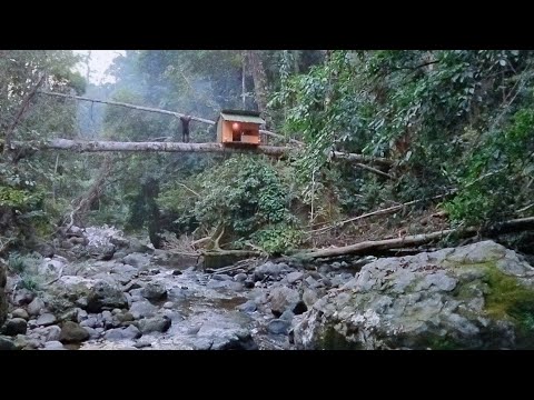 Heavy rain while building a hut on a fallen tree, 18 meters high, solo camping