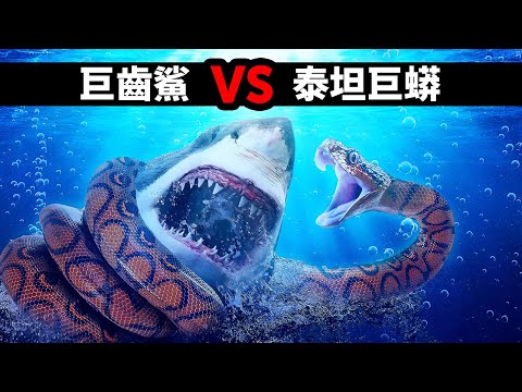 要是巨齒鯊遇上史上最大的蛇，會發生什麼事