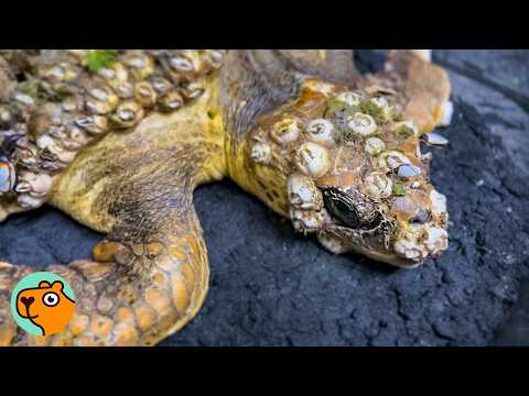 Turtle Covered in Hundreds of Barnacles Makes a Miracle Recovery | Best Stories 2025 Pt.1
