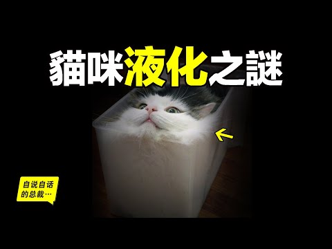 液體貓咪之謎：為什麼說貓都是液體？這竟然是一個被證明過的科學結論……|自說自話的總裁