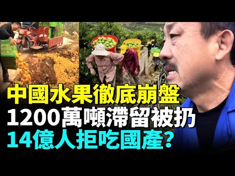 北京發財夢破滅，年損4000億！千萬噸中國水果滯留堆成山，白送沒人要，每天狂倒2000斤，商販數日虧400萬，果農累崩，傾家蕩產！#睇大陸