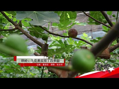 黑土地 20250914：鐵嶺：無花果實現了四季甜