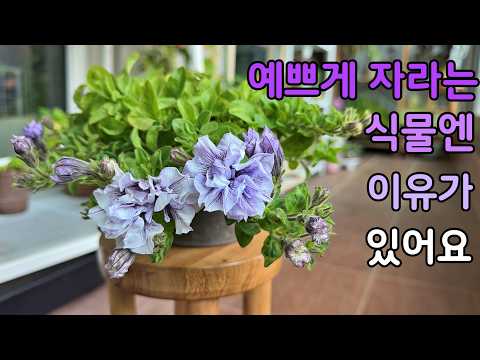 물을 줘도 자라는 느낌이 없으신가요? 식물 영양제 "이때" 주면 효과가 2배 있어요! 식물 키우는 데 가장 중요한 2가지! 풍성한 식물의 비밀!  (병충해 방제 효과 올리는 꿀팁)