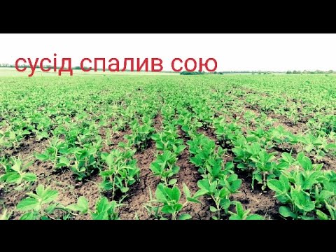 🤯Я в Шоці‼️ Сусід спалив мені Сою🌱😱 Стан Сої Монро. Гербіцидим🚜 та  Підживлюємо Сою👍