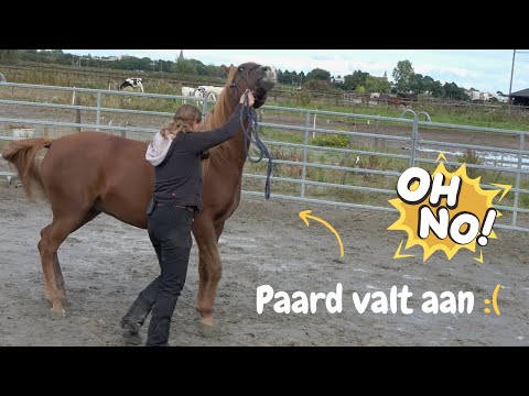 PAARD VALT AAN! | DressuurNatuurlijk