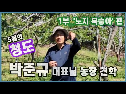 박준규 대표님 노지 복숭아 과수원 견학편_2025년5월_세종시 조치원복수아연구회 1/2