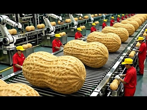 Inside The Factory: Millions of Peanuts Are Processed Every Day in a Modern Peanut Plant