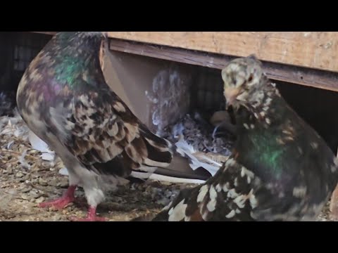 200+Иранские голуби в небе и такла не может сесть Iranian pigeons & Takla performance @ Majids Haven