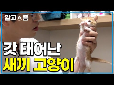 "고양이 처음 키워봐요ㅠㅠ" 이렇게 작고 예쁜 생명체는 처음인 집사들이 보면 좋은 영상, 고양이 키우기｜고양이를 부탁해｜알고e즘