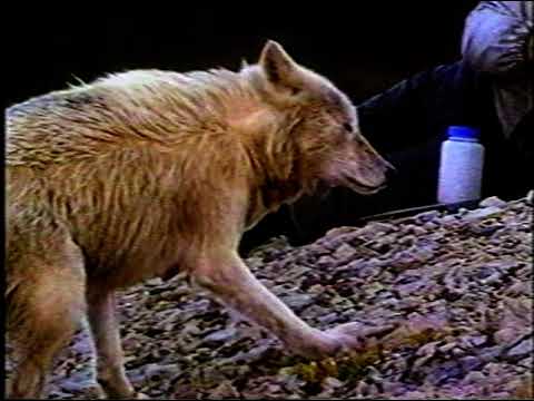 Die weißen Wölfe von Ellesmere Island