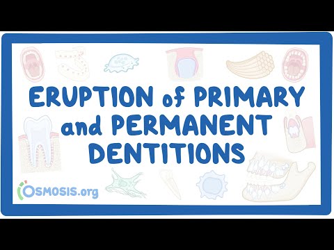 Eruption of primary and permanent dentitions