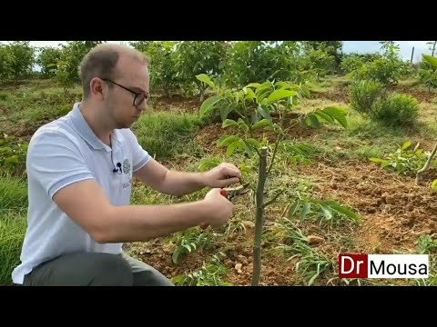 تقليم شجرة الجوز الصغيرة والكبيرة