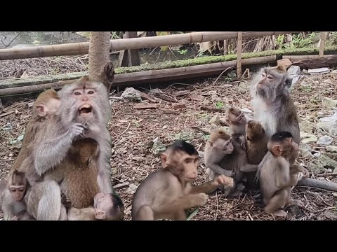 Releasing his longing, the Mona Monkey meets his little baby again.