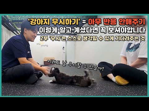 '강아지 무시하기'는 단순히 신경을 끄는 것이 아닙니다 | 말티푸 망고 퍼피트레이닝 2부