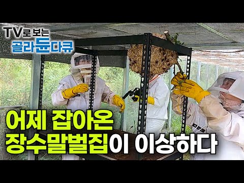 "장수말벌이 개미에게 당했네요" 곤충계 최강자 장수말벌로 밤새 축제를 벌인 개미 떼!｜말벌 잡아다 키우는 사람들｜말벌 전문 연구팀｜극한직업｜#골라듄다큐