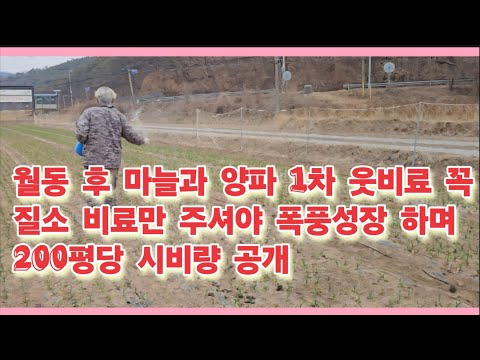 월동 후 마늘과 양파 꼭 1차 추비는 질소 비료 주셔야 폭풍성장 하며 200평당 비료 시비량 알려드립니다.(농사의신)