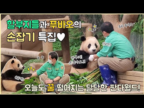 2022.07.31 할부지 푸바오랑 손 잡아요!💛 할부지 특집(?)😎 언제나 사랑이 넘치는 판다월드😍