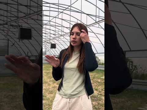 Охлаждение луковиц тюльпанов