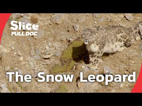 The Snow Leopard: A Rare Encounter in Tibet | FULL DOCUMENTARY