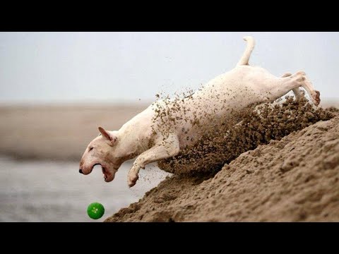 БУЛЬТЕРЬЕР В ДЕЛЕ... На что способен пёс породы Бультерьер