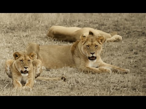 Safari, the movie about Simba the Lion (1928) Directed by Martin & Osa Johnson