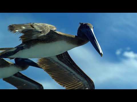 Fly With Pelicans Over Humpback Whales Breaching!
