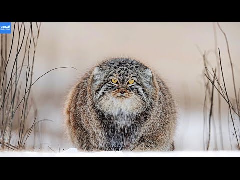 МАНУЛ – дикий, редкий, настоящий кошачий барин! Палласов КОТ в Деле!