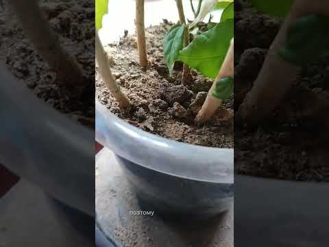 ПРОСИЛИ ПОКАЗАТЬ КАК ПОСАДИЛА ГИБИСКУС, КОТОРЫЙ ДАЛ КОРНИ В МОХЕ СФАГНУМЕ