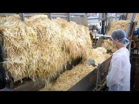 TOP 5: Memorable Japanese food factories & expert craftsmanship