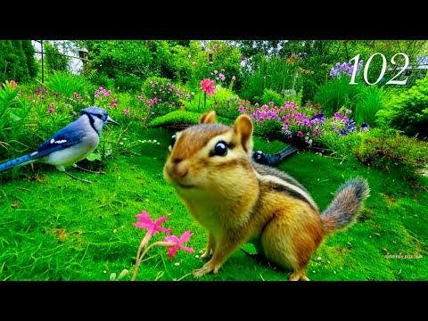 Cat TV: Chipmunks, Birds and Squirrels in a Beautiful Garden. 4K. Episode 102