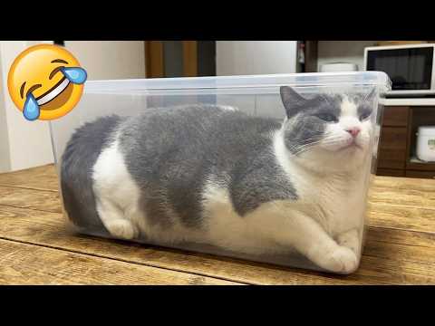 Tente Não Rir 😂 Gatos e Cachorros Mais Engraçados de 2025 🐱🐶