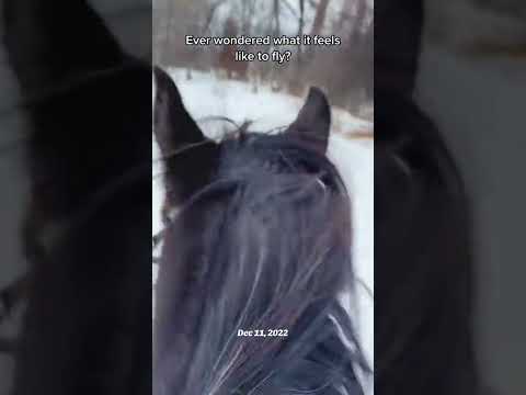 I miss this feeling 🦅 #horsebackriding #spirit #horselife #pov #quarterhorse #blueroan #winterride