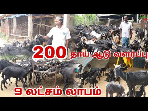 🔥 200 தாய் ஆடு  வளர்ப்பு 💢 9 லட்சம் லாபம் சம்பாதிக்கும் விவசாயி ☎️ 9789291907  #goat #goatfarming  