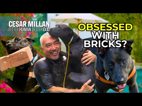 Why Is This Dog Obsessed with Bricks? - Better Human Better Dog - Season 1 - Episode 2