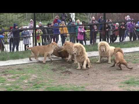Тайган. Лев Витя - рыцарь без страха и упрека.