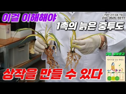 [494편] 뒷대 중투 1촉을 세력을 빨리 높이려면? [난초, 란, 식테크, orchid, cymbidium]