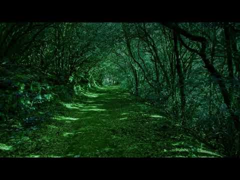 “Verdant Passage” 🌿 Enchanted Forest Path Ambience: Gentle Walk & Woodland Calm | 12 Hours