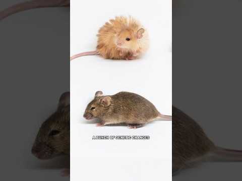 Scientists Created “Woolly Mice.” They’re Cute.