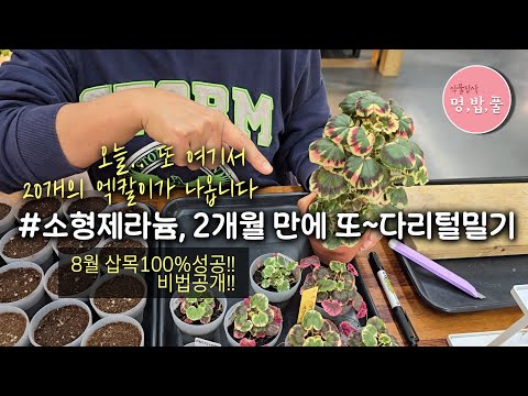 제라늄, 엑스칼리버 3차 삽목 #엑스칼리버3차다리털밀기 #팬시제라늄 #소형종제라늄 #왜성종제라늄