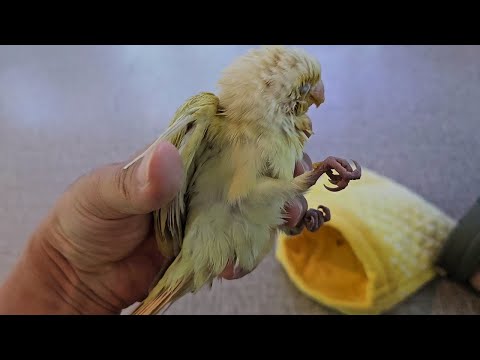 영양실조로 죽어가는 앵무새에게 기적이 일어났습니다.