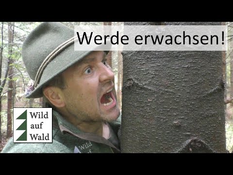🌲Extreme: Trees can grow so fast! #wildaufwald
